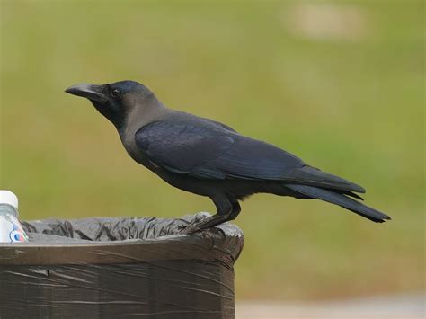 House Crow House Crow Corvus Splendens Домовая ворона Flickr