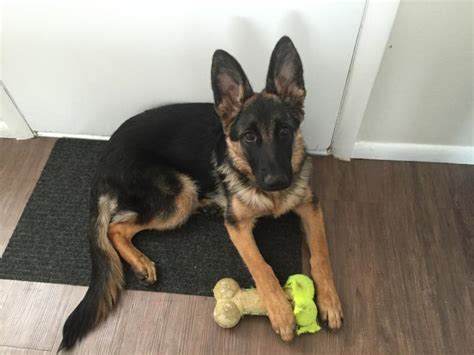 6 Month Female Only Weighs 40lbs German Shepherds Forum