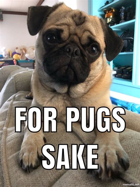 Pug Memes Top Memes For Pug Funny Pug Memes Everywishes Free