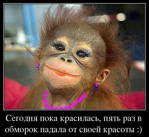 Прикольные фото обезьян Чёрт побери Веселые обезьяны Христианский юмор Фотография юмор