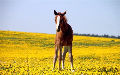 Hd Horse In Yellow Field Wallpaper Download Free 113617