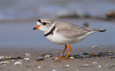 Life Cycle Of A Piping Plover