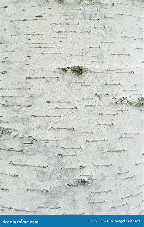 Texture Of Natural Birch Bark White Birch Tree With Black Stripes