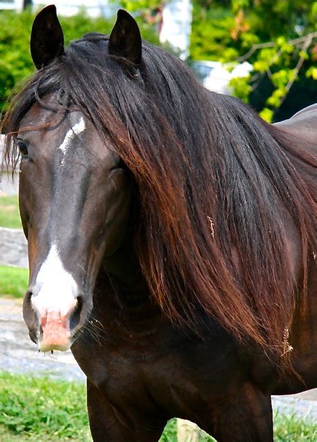 Kentucky Mountain Saddle Horse Alchetron The Free Social Encyclopedia