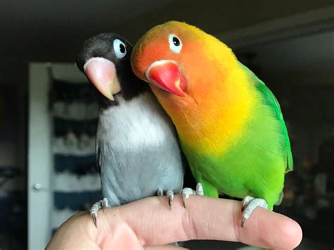 Bird Love Story Goes Viral