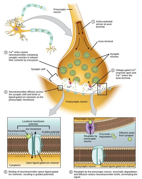 How Neurons Communicate Bio103 Human Biology