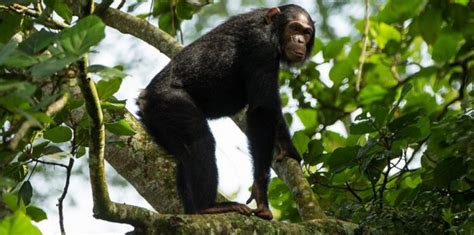 Is Chimpanzee Trekking In Kibale National Park Worth The Money