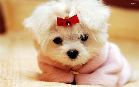Cute Puppy Wallpapers ·① Wallpapertag