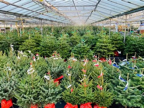 Plants Galore Christmas Tree Sale Claims To Offer Cheapest In Devon