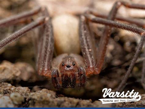 Are Recluse Spiders A Problem In The State Of Arizona