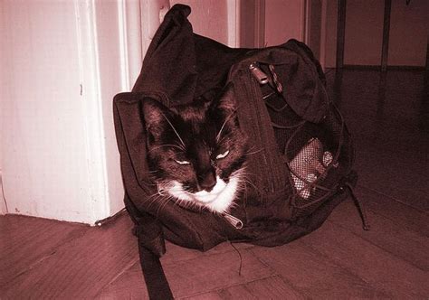 Cats In Bags 17 Pics