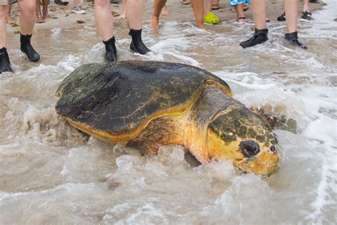 Seaworld Orlando Rescues And Releases A Record Setting Loggerhead Sea