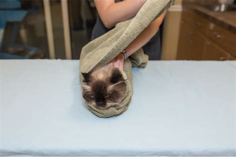 techniques  towel restraint  cats clinicians