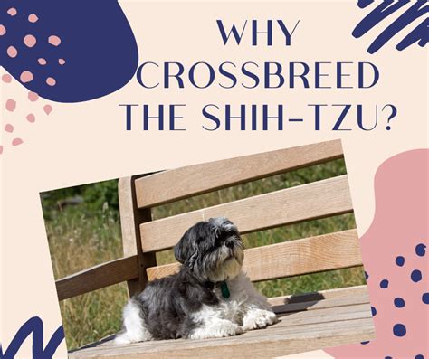 Unneutered males, and females who are in. Cute Dog Mixes with Shih Tzu - Shih Tzu Buzz