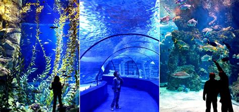 Antalya Aquarium Tour Children Friendly Experience With Hotel Transfer