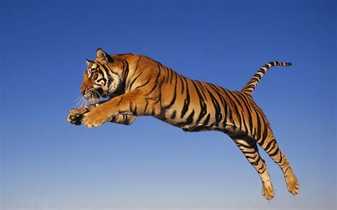 Download Animal Jumping And Attacking Tiger Tigers Wallpaper