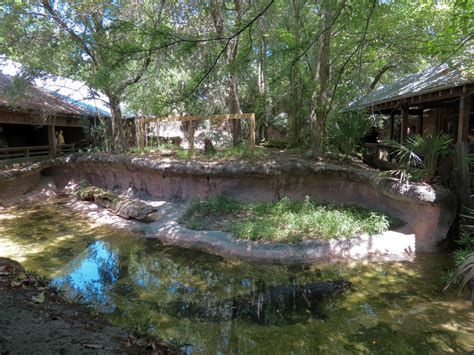 Louisiana Swamp American Alligator Exhibit Zoochat