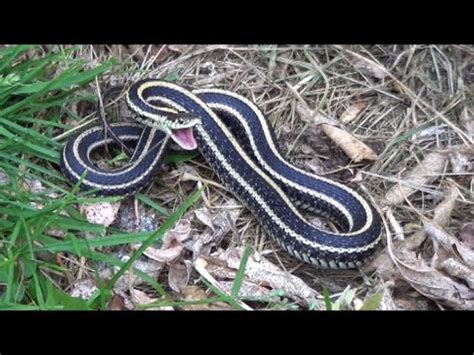 Most people who get bitten by snakes do so when attempting to remove them. Our First Yard Snake - YouTube