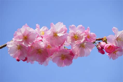 Fotos Gratis árbol Rama Pétalo Florecer Primavera Produce Color