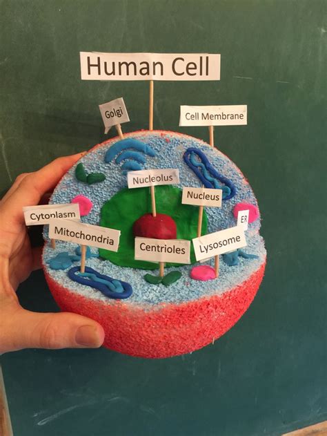 Human Cell Model Made From A Painted Foam Ball And Clay Cell Model
