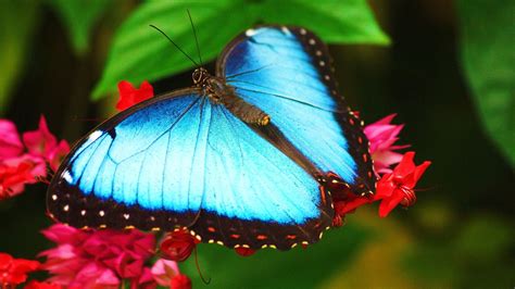 Blue Butterfly Full Hd Desktop Wallpapers 1080p