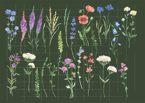 Watercolor Wildflowers Clipart Botanical Floral Files Flowers Etsy