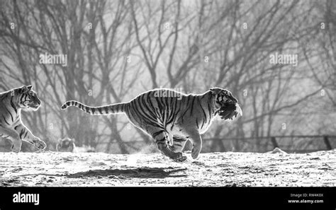 Siberian Tiger Running In The Snow China Harbin Mudanjiang Province
