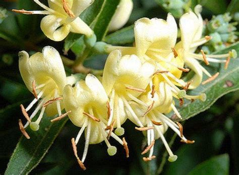 For more information, check out perennials.com. Lonicera acuminata | Evergreen vines, Summer flowers ...