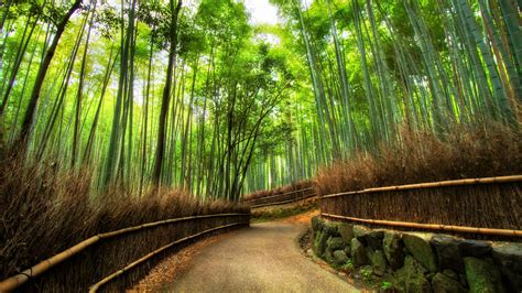 Bamboo Forest Kyoto Japan Desktop Wallpaper