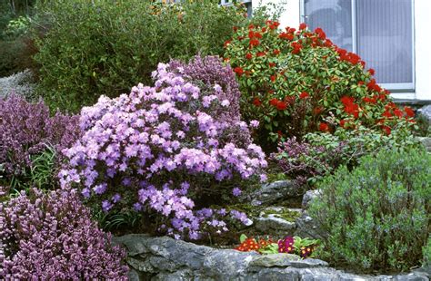 Partial shade after blooms appear may protect the flowers. Shrubs