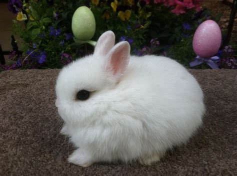 1000 Images About Netherland Dwarf Bunny On Pinterest Names