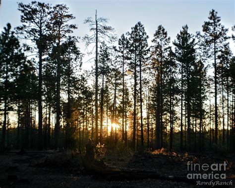 Pine Tree Sunrise Photograph By Katie Brown Fine Art America
