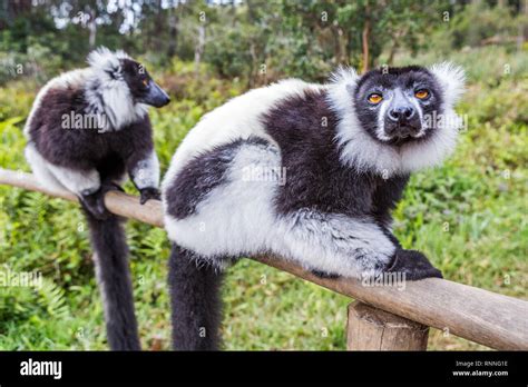 Black And White Ruffed Lemur Varecia Variegata Variegata Lemur Island