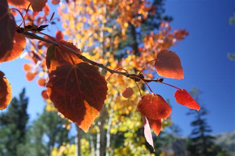 Favorite Fall Trails At Lake Tahoe Snowshoe Magazine