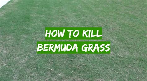 How To Kill Bermuda Grass Grass Killer