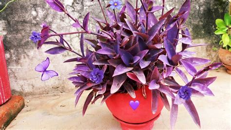 How To Grow And Care Purple Heart Planthow To Propagatewow