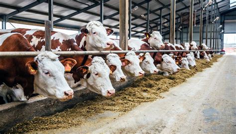 Calculating Winter Feed Costs For Beef Cows