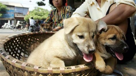 Vietnamese Capital Hanoi Asks People Not To Eat Dog Meat Bbc News