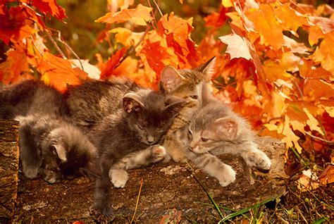 Kittens Sleeping On Log Near Fall Maple Leaves Mother Daughter Press