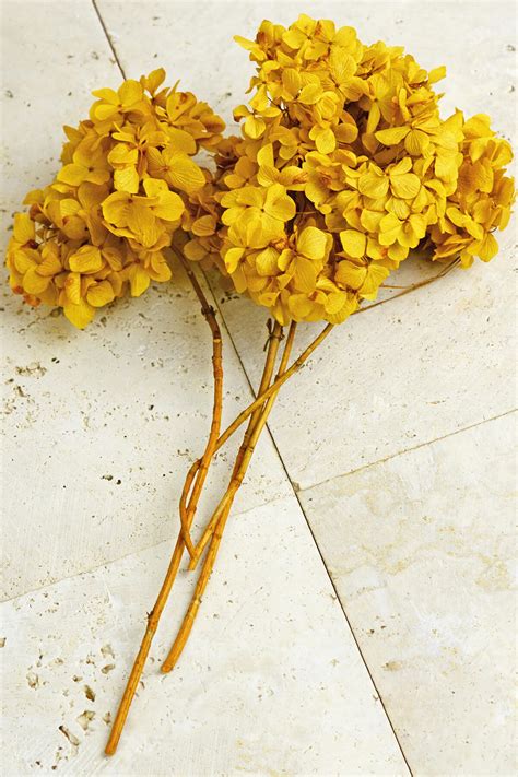Which is better bouqs or urbanstems? 3 Preserved Mango Yellow Hydrangea Flower Stems