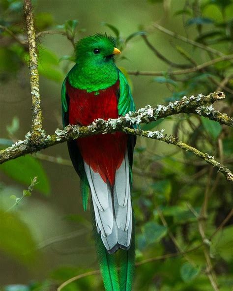 Widely Regarded As The “rare Jewel Bird Of The World” The Resplendent