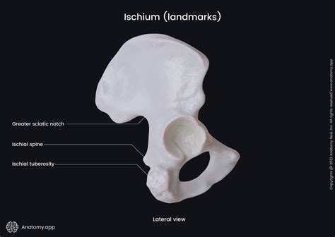 Ischium Encyclopedia Anatomyapp Learn Anatomy 3d Models