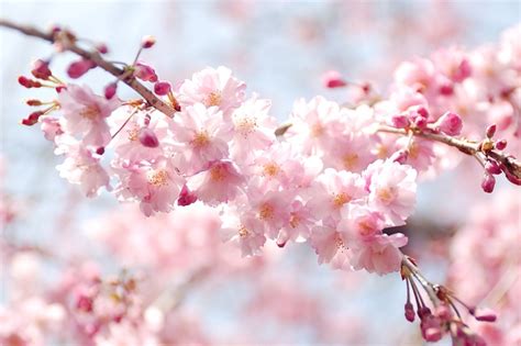 Cherry Blossoms Flowers Spring Free Photo On Pixabay Pixabay