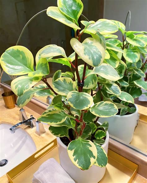 Baby Rubber Plant 7 Top Care Tips For Peperomia Obtusifolia