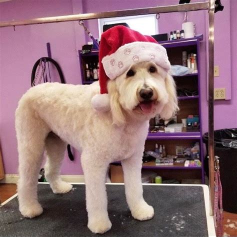 Goldendoodle Haircuts That Will Make You Swoon Lots Of Pictures