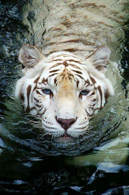 White Bengal Tiger Taking A Swim Tiger Species Animals Wild Cats