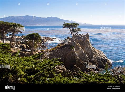 Iconic Lone Cypress Tree Monterey Bay California Usa Near Pebble