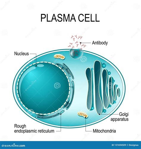 Cellule Danatomie Dune Cellule De Plasma Ou De B Ou Plasmocyte