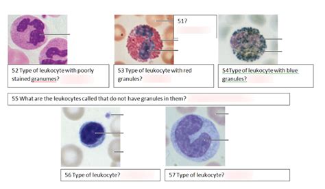 Leukocytes Labeling Diagram Quizlet