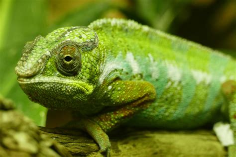 Free Images Vertebrate Iguania Common Chameleon European Green